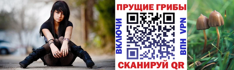 дарнет шоп Чёрмоз Псилоцибиновые грибы GOLDEN TEACHER